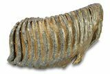 Fossil Woolly Mammoth Lower M Molar - Hungary #295844-3